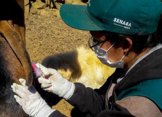 Áncash: Senasa vacunó más de 10 mil animales en campaña contra brucelosis caprina