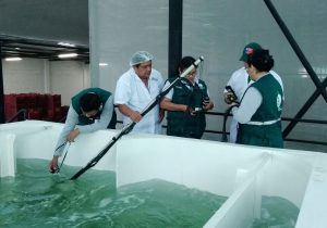 Senasa y SAG Chile certifican nuevas plantas de tratamiento hidrotérmico para mango