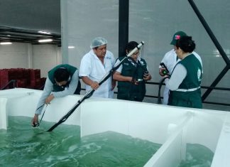 Piura: SAG Chile certifica nuevas plantas de tratamiento hidrotérmico para mango