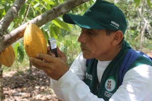 Senasa y comunidades nativas de Satipo buscan reducir presencia de plagas en cultivo de cacao
