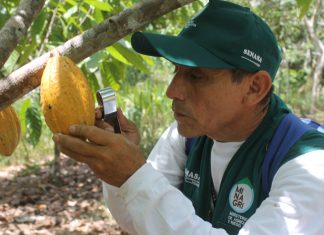Senasa y comunidades nativas de Satipo buscan reducir presencia de plagas en el cacao