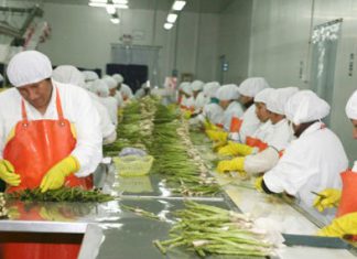 Gestión: Producción agropecuaria fue el sector que más aportó al crecimiento del PBI de julio