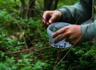Agraria.pe – Nueva Zelanda: buscarán desarrollar un nuevo tipo de arándano jugoso y de sabor dulce