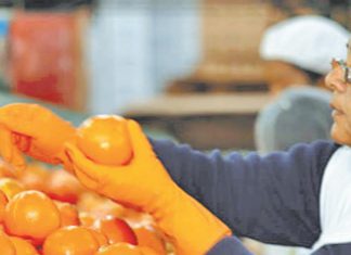 Agraria.pe: Perú puede llegar al 2021 con exportaciones por US$ 4,230 millones solo en frutas y hortalizas