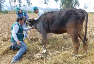 Senasa - Brucelosis bovina - Monioreo en Apurimac