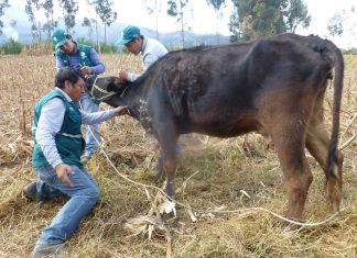 Apurímac: Senasa intensifica campaña de diagnóstico de Brucelosis bovina