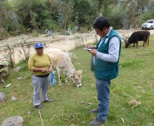Senasa - Brucelosis bovina - Monioreo en Apurimac1