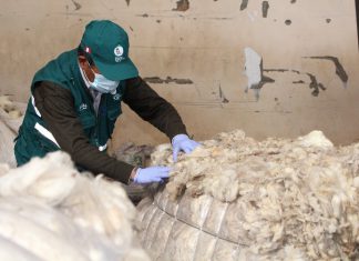 Puno: Cuarentena para la exportación de lana a Europa