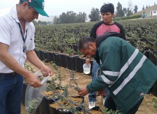 Monitoreo de roya en cultivos de arándano de provincias de Huaura y Barranca