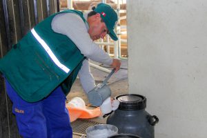 Senasa - Muestreo de leche para descarte de Brucelosis bovina