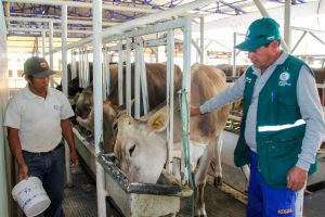 Senasa - Muestreo de leche para descarte de Brucelosis bovina en Ancash