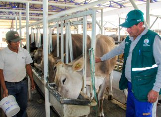Áncash: Muestreo de leche para descarte de Brucelosis bovina