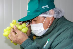 Senasa - Uva - Ancash