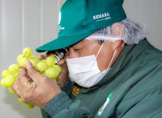 Senasa fortalece medidas sanitarias para el inicio de la campaña de exportación de uva