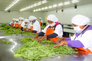 Senasa certifico mas de 900 toneladas de arveja en campana 2017