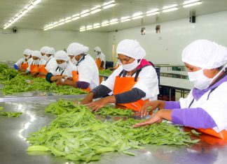 Áncash: Senasa certificó más de 900 toneladas de arveja en campaña 2017