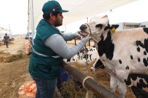 Senasa evaluó condición sanitaria de animales en VI Feria Nacional de Ganado Lechero