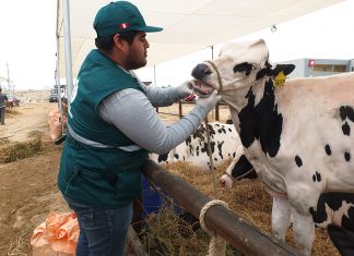 Lima: Senasa evaluó condición sanitaria de animales en VI Feria Nacional de Ganado Lechero