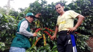 Senasa evalúa presencia de plagas en 900 hectáreas de café