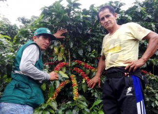 San Martín: Senasa evalúa presencia de plagas en 900 hectáreas de café
