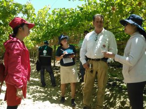 Senasa garantiza estado fitosanitario de uva de mesa para exportación a Vietnam