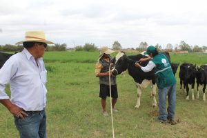 Senasa inicia campaña de diagnóstico de tuberculosis bovina