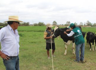 Arequipa: Senasa inicia campaña de diagnóstico de tuberculosis bovina