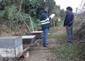 Senasa monitorea 578 colmenas para proteger apicultura local