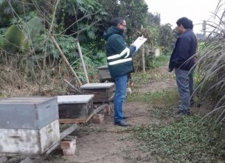 Huaral: Senasa monitorea 578 colmenas para proteger apicultura local