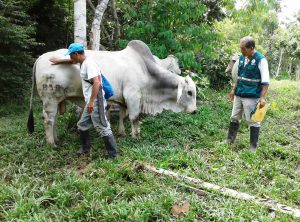 Senasa vacuna mas de 54 mil bovinos contra la rabia en San Martin