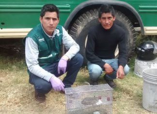 MINAGRI y productores reducen incidencia de roedores en Andahuaylas