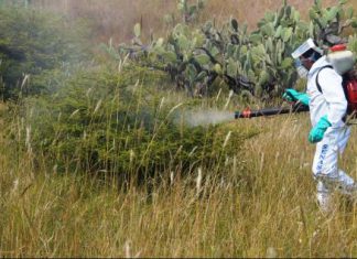 Andina: Aseguran que plaga de langosta no representa peligro para la agricultura peruana