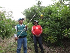 Amplían red de vigilancia y monitoreo de Moscas de la Fruta en el valle Limatambo - Senasa