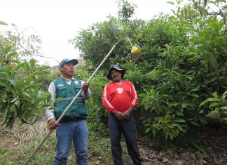 Amplían red de vigilancia y monitoreo de Moscas de la Fruta en el valle Limatambo