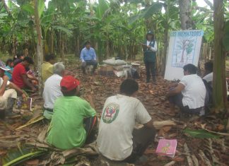 Ucayali: ECA brinda aprendizaje en métodos de control de plagas de plátano