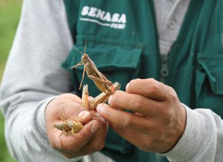 Plaga de langosta que afecta Argentina, Bolivia y Paraguay no representa peligro para agricultura peruana