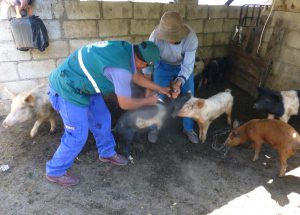 Senasa - Vacunación Peste porcina cerdos Apurimac