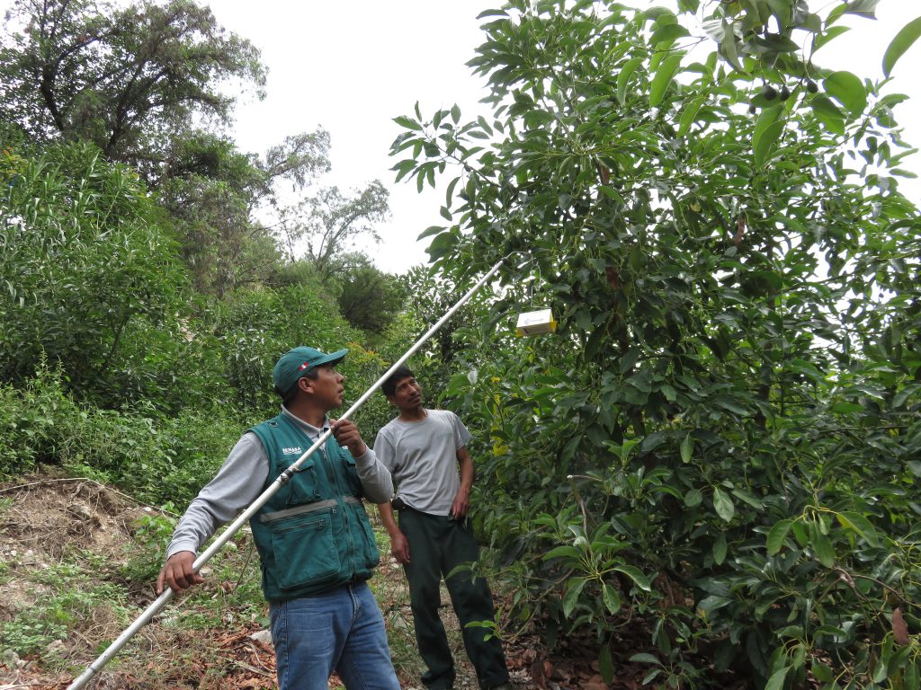 Senasa - Amplían red de vigilancia y monitoreo de Moscas de la Fruta en el valle Limatambo