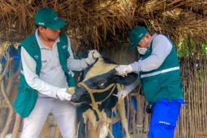 Senasa - Ancash - Vacunacion contra carbunco