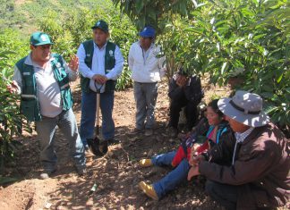 Servidores del campo capacitan a productores de Apurímac para mejora de cultivo de palto
