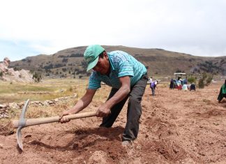 Puno: Productores de papa inician campaña agrícola aplicando enseñanzas de Escuelas de Campo