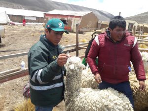 Senasa - Monitoreo de enfermedades parasitarias en ganado de Moquegua