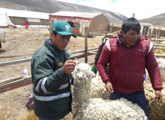 Senasa: Monitoreo de enfermedades parasitarias en ganado de Moquegua