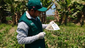 Senasa - Monitoreo preventivo de Helicoverpa armiguera en cultivos de maíz y pallar