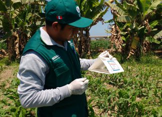 Ica: Monitoreo preventivo de Helicoverpa armiguera en cultivos de maíz y pallar
