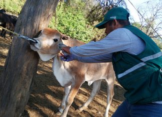 25 Años SENASA: Perú, país libre de fiebre aftosa al 100% sin vacunación