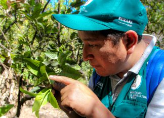 Piura: Vigilancia fitosanitaria permanente de HLB, plaga no presente en el país