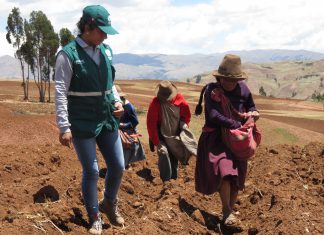 Cusco: Productores de papa son beneficiados con metodología de Escuelas de Campo
