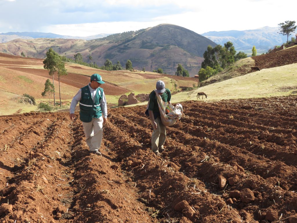 Senasa - Productores de papa son beneficiados con metodología de Escuelas de Campo - Cusco