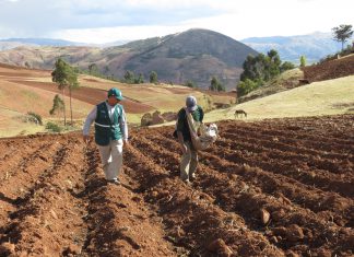 La Libertad: Escuelas de campo promueven buenas prácticas agrícolas en el cultivo de papa